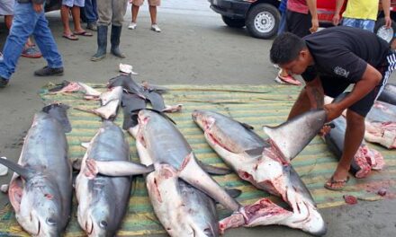 Pesca ilegal de tiburón en Galápagos, dio resultado de 27 detenciones