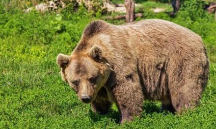 Un hombre mata a su hermano al querer defenderse de un oso