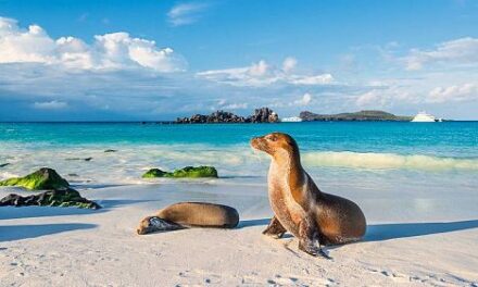 Ya rige la nueva reserva marina creada en Galápagos