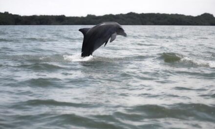 Se necesita medidas urgentes para la conservación de 29 delfines