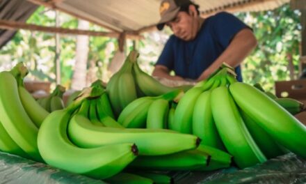 Se alista paquete de beneficios para productores de banano