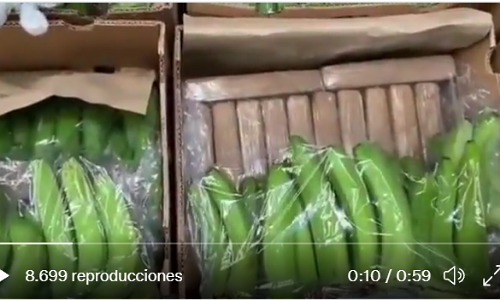 Decomisan cocaína en cargamento de banano que tenía como destino Bélgica