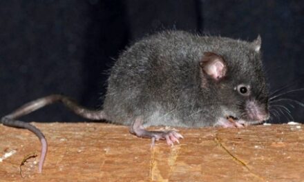 Un roedor lleva el nombre “Carapaz” en honor al ciclista, cinco nuevas especies en Ecuador
