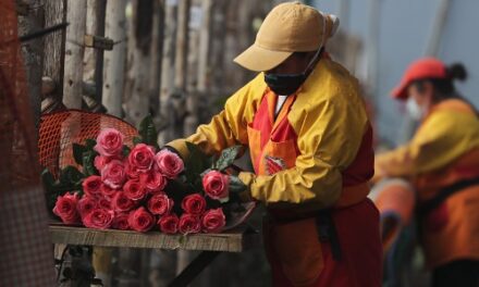 Contra reloj el sector florícola por el Día de la Madre