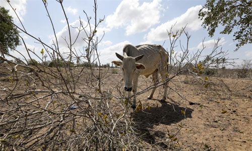 Millones de muertes por hambre debido a la sequía y la guerra advierte ONU