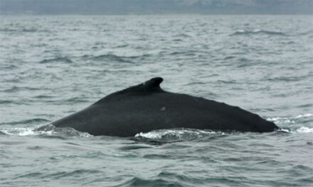 Junio temporada de observación de ballenas jorobadas