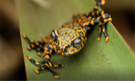 Conozca la nueva especie de rana que habita en bosques húmedos de Ecuador