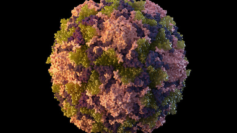 Virus de la Polio