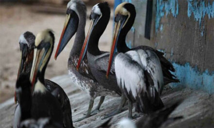 En Perú mueren 13 mil aves marinas silvestres por influenza aviar