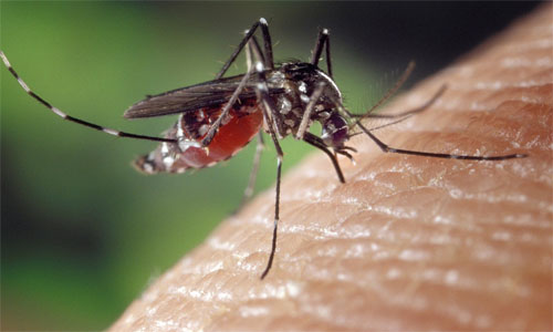 En Guayaquil y Durán los casos de dengue superan la cifra de enero del año anterior