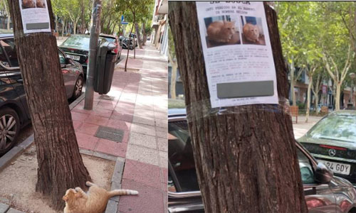 Se hizo viral gato perdido que miraba su cartel de “Se busca”