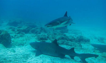 Tiburón atacó a turista en Galápagos