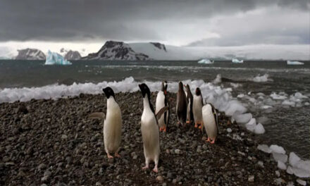 Eventos extremos en Antártida conmociona a los científicos
