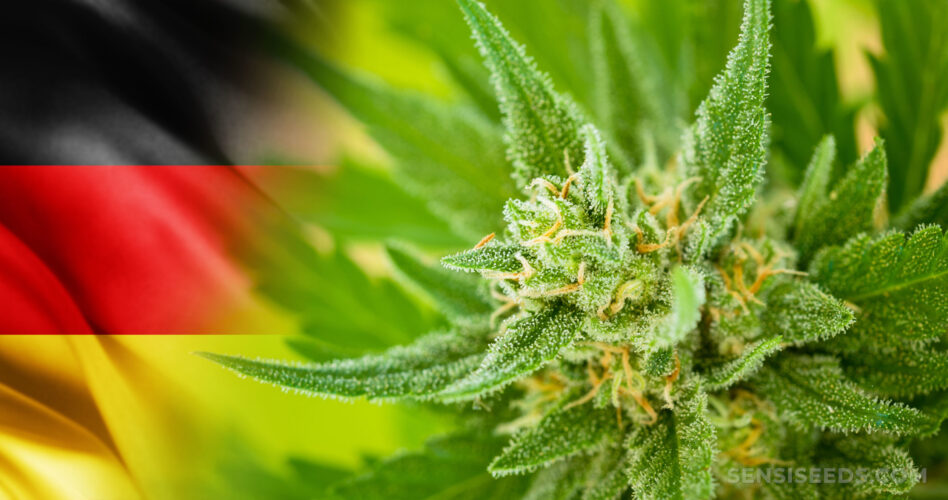 Se legaliza el cannabis en Alemania.
