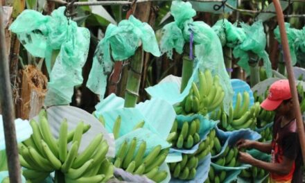 Después de las sanciones impuestas a Ecuador, Rusia incrementará la importación de plátanos provenientes de la  India.