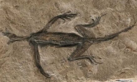 El fósil considerado como el más antiguo de los Alpes,  resultó ser una falsificación