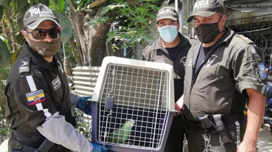 700 animales víctimas del tráfico ilegal en Ecuador, fueron rescatados  en el año 2023.