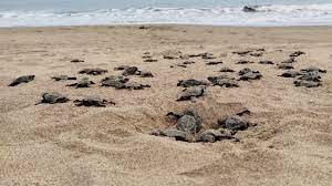 Tortugas marinas bebés, podrían morir debido a una palizada en la playa las Tunas de Manabí.