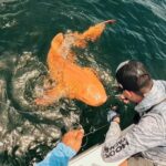 Hallan en Costa Rica un tiburón nodriza naranja único en el Caribe.