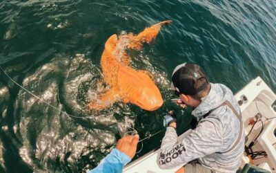 Hallan en Costa Rica un tiburón nodriza naranja único en el Caribe.