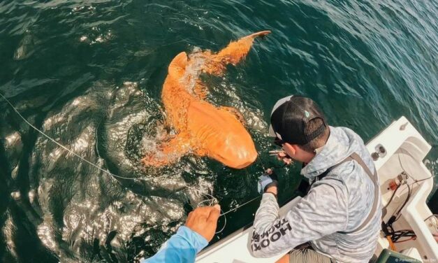 Hallan en Costa Rica un tiburón nodriza naranja único en el Caribe.